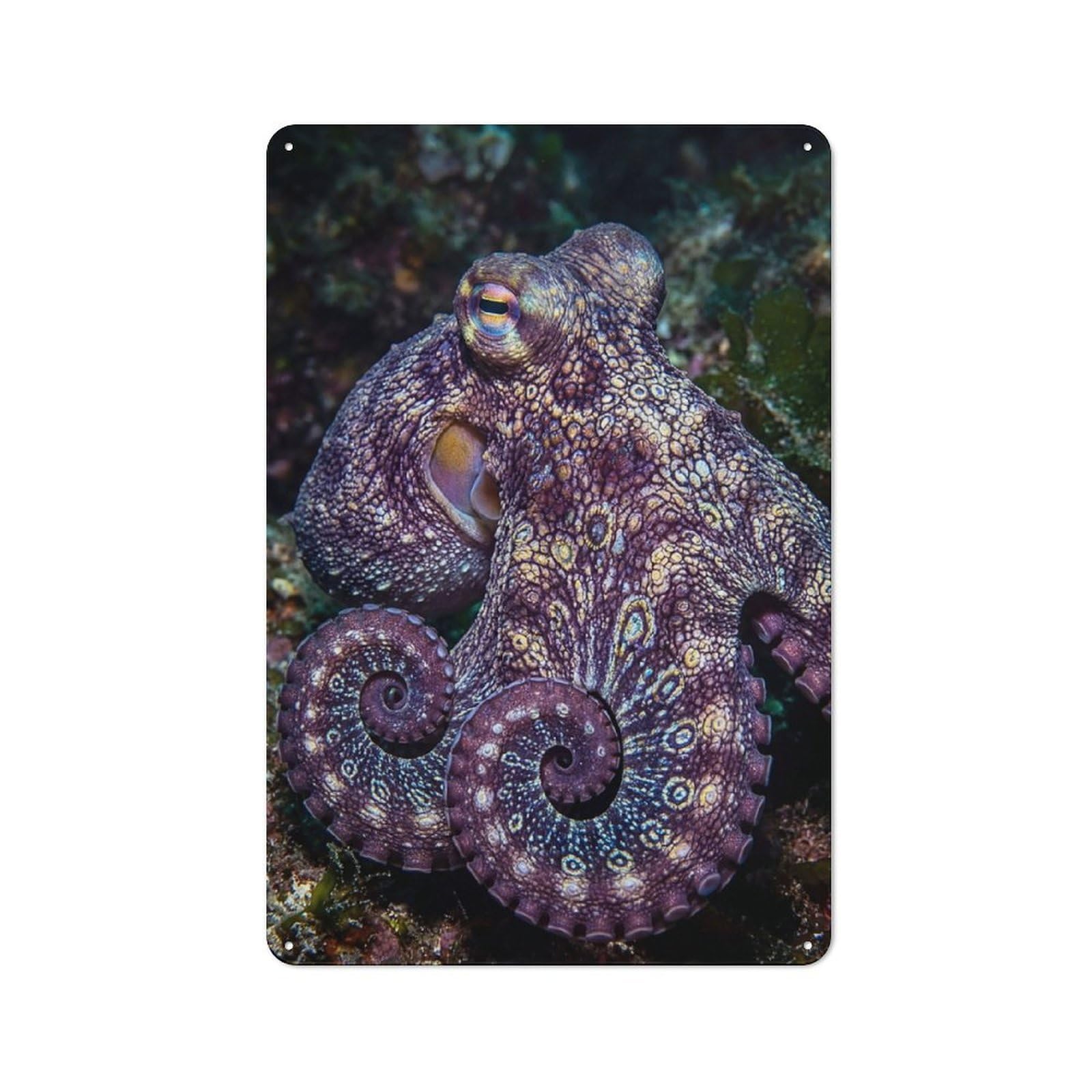Octopus with Intricate Patterns Retro Tin Wall Plaque 30x20cm for Hobby Room Or Studio, for Garage, Workshop And Man Cave Decoration
