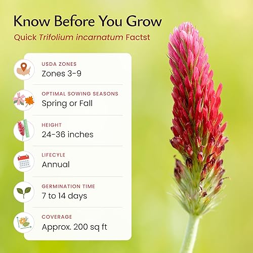 Miniatura 5 de Semillas de trébol carmesí para plantar, más de 10,000 semillas de primera calidad, atraen a los polinizadores, sin OMG