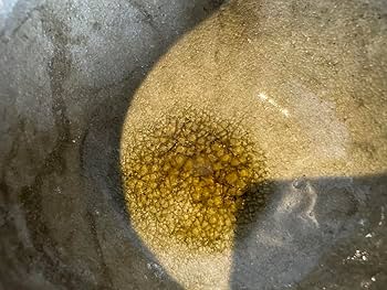 Amazon.co.jp: 茶道具 横井庄一作 灰釉茶碗 共箱付き 六十路窯 茶碗