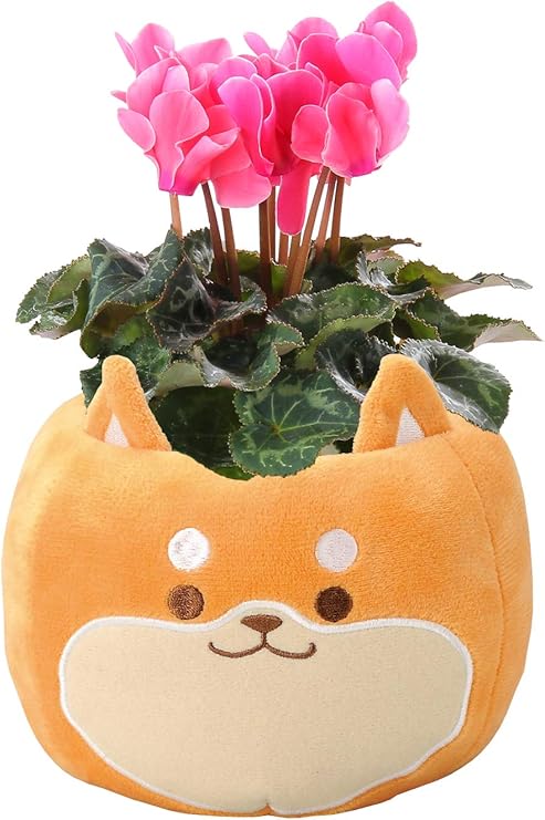 Amazon 花のギフト社 シクラメン 柴犬 シクラメン花 冬のお花 ガーデンシクラメン 花 シクラメン鉢植え 花 観葉植物 フラワーギフト オンライン通販