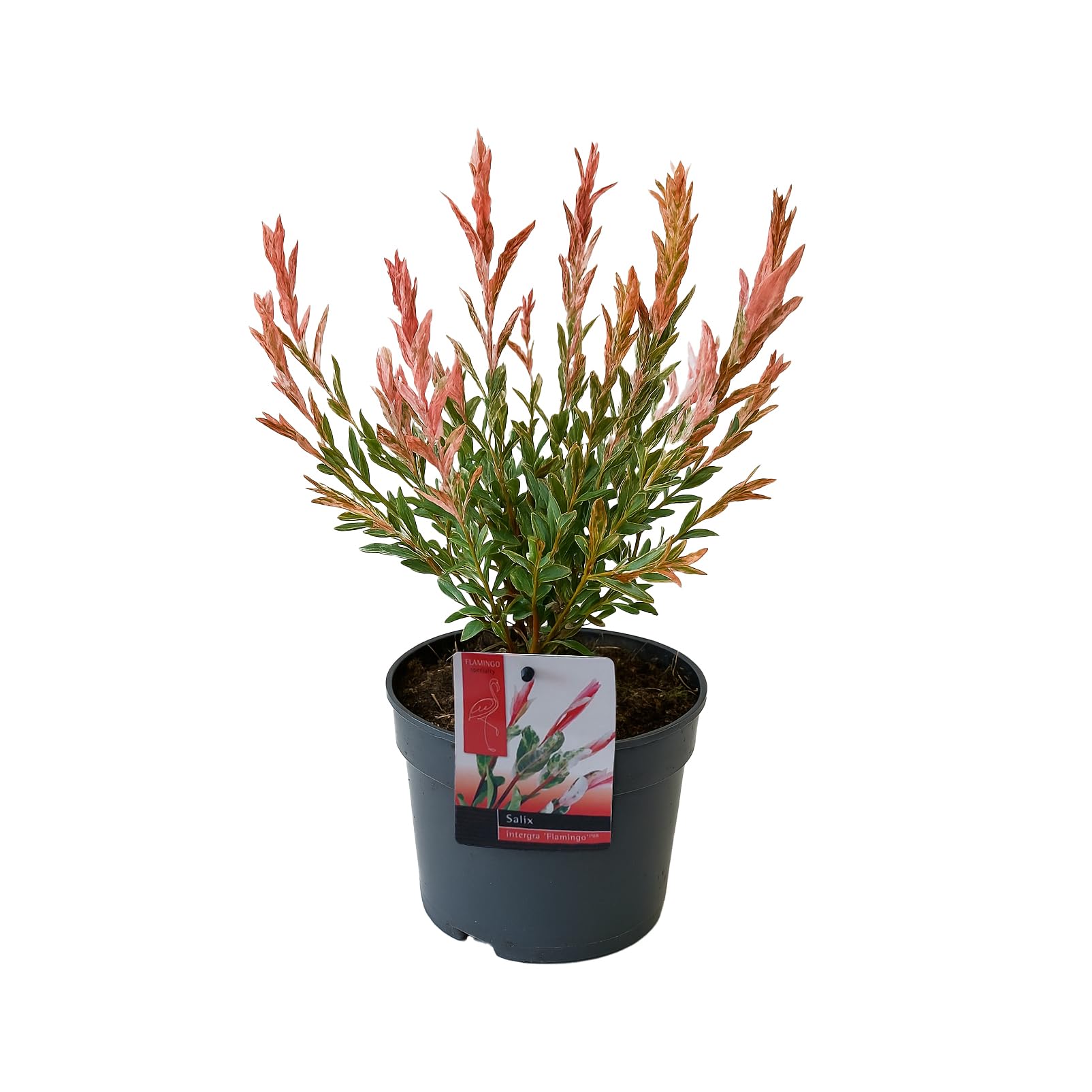 Bloomique - Salix Integra Flamingo - Saule panaché - Plantes de jardin - Rustique - Hauteur 30-​40 cm - Pot 12 cm