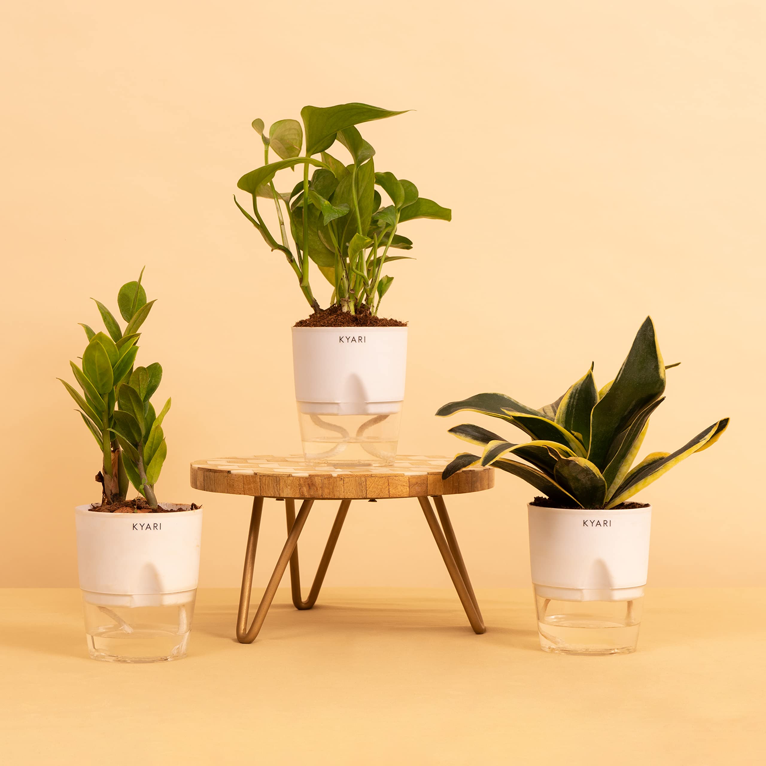 KYARI Money variegated, Sansevieria Golden Hahnii Snake, Zamia Green (ZZ) Combo of 3 | Live Indoor Plant with White Self-Watering Pot| Best for Living Room | Indoor Plant For Bedroom (B0BTPFFPF4) Amazon Price History, Amazon Price Tracker