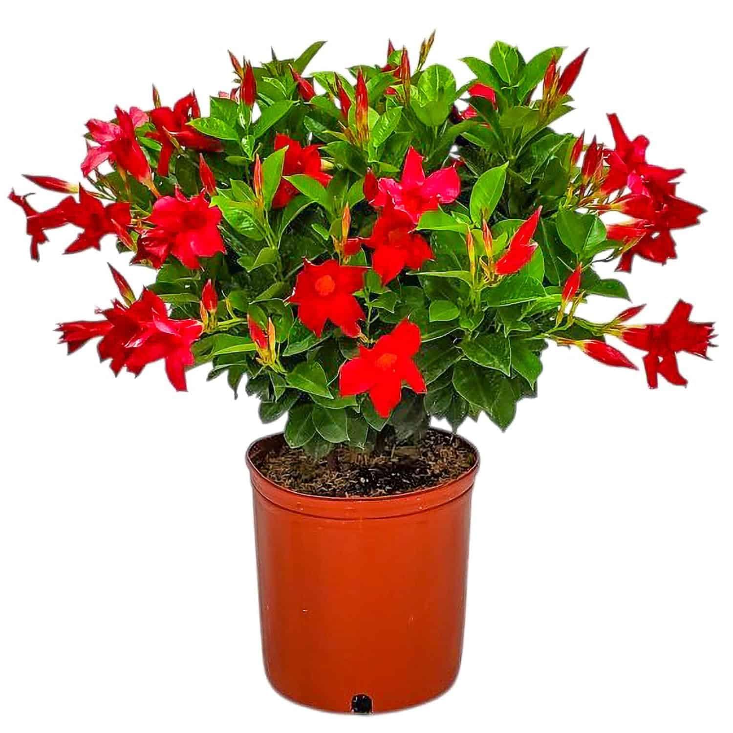 Dipladenia Bush Live Plant Red