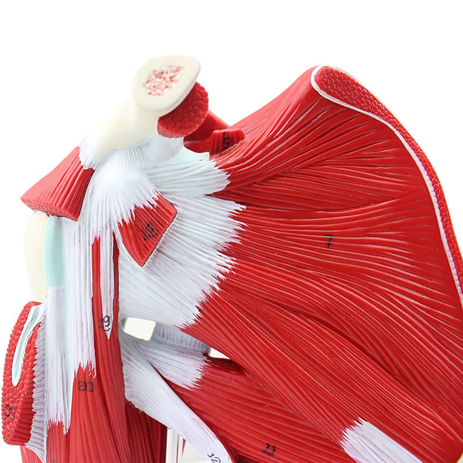 Model Anatomiczny Kończyn Górnych Człowieka Ze Stawowym Modelem Mięśnia Górnego, Model Anatomiczny Szkieletu Ludzkiego, Medyczny Materiał Dydaktyczny