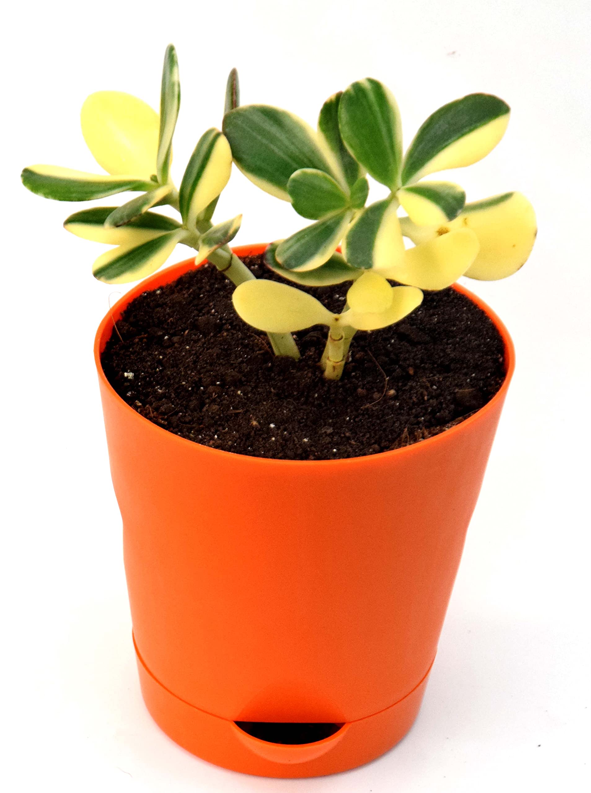 Veryhom Rare Variegated Crassula Ovata Jade Plant Money Plant with Self-Watering Pot - Exotic Beauty for Your Home (B09YH8P2HY) Amazon Price History, Amazon Price Tracker