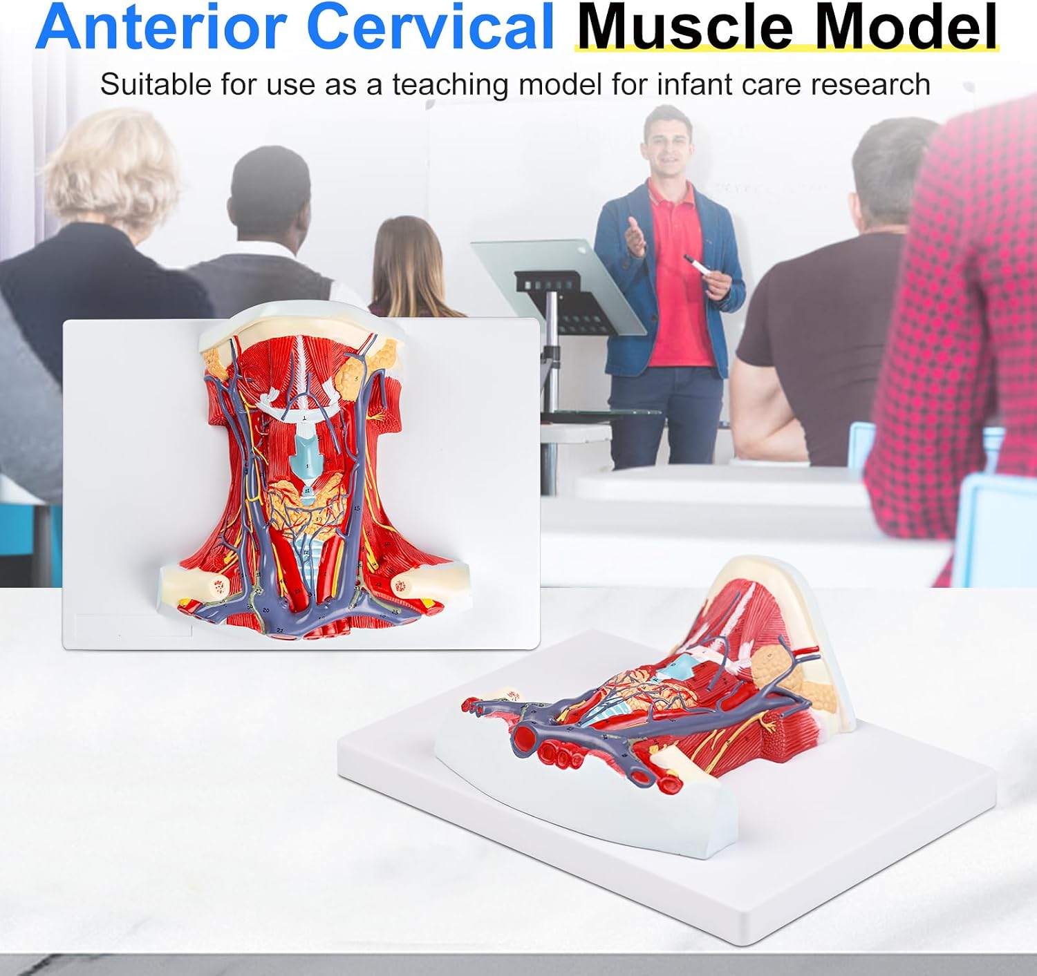 qzzXoq Human arteriovenous neck model, neck throat anatomy model life-size with muscles nerves blood vessels cartilage bones, for human neck anatomy research and teaching display