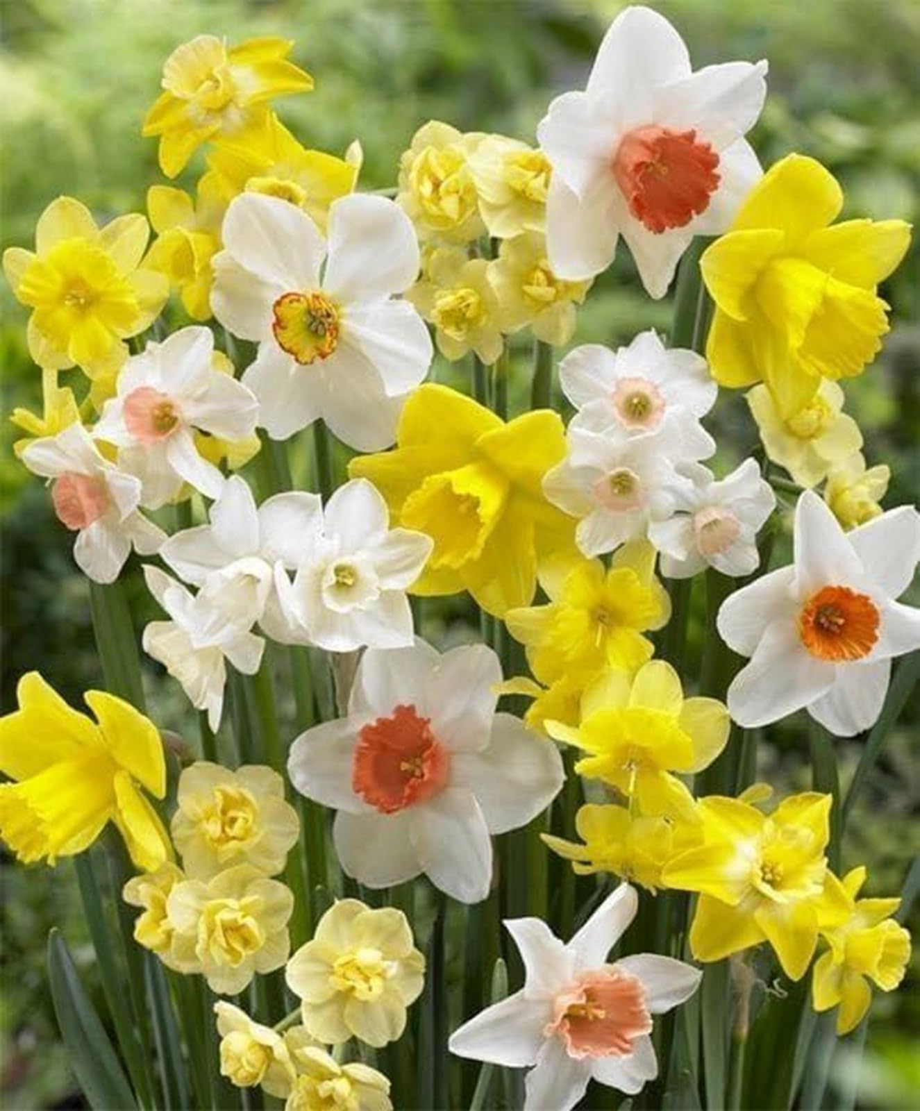 Daffodils -Narcissus Bulbs for Planting, Excellent Display- Ready for Plant Now-10 Bulbs-Mix