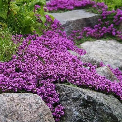Miniatura 6 de Más de 20000 semillas de tomillo rastrero morado mágico para plantar plantas de cobertura del suelo, flores de reliquia, tomillo perenne, semillas