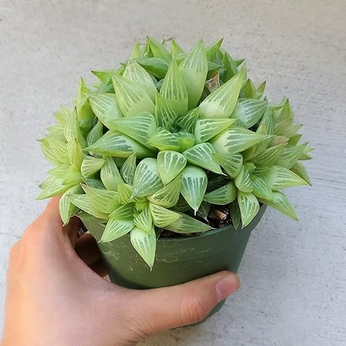 Miniatura 5 de Live Window Haworthia Succulent | Planta de ventana de estrella | Suculentas de interior Decoración de regalo (4 pulgadas)