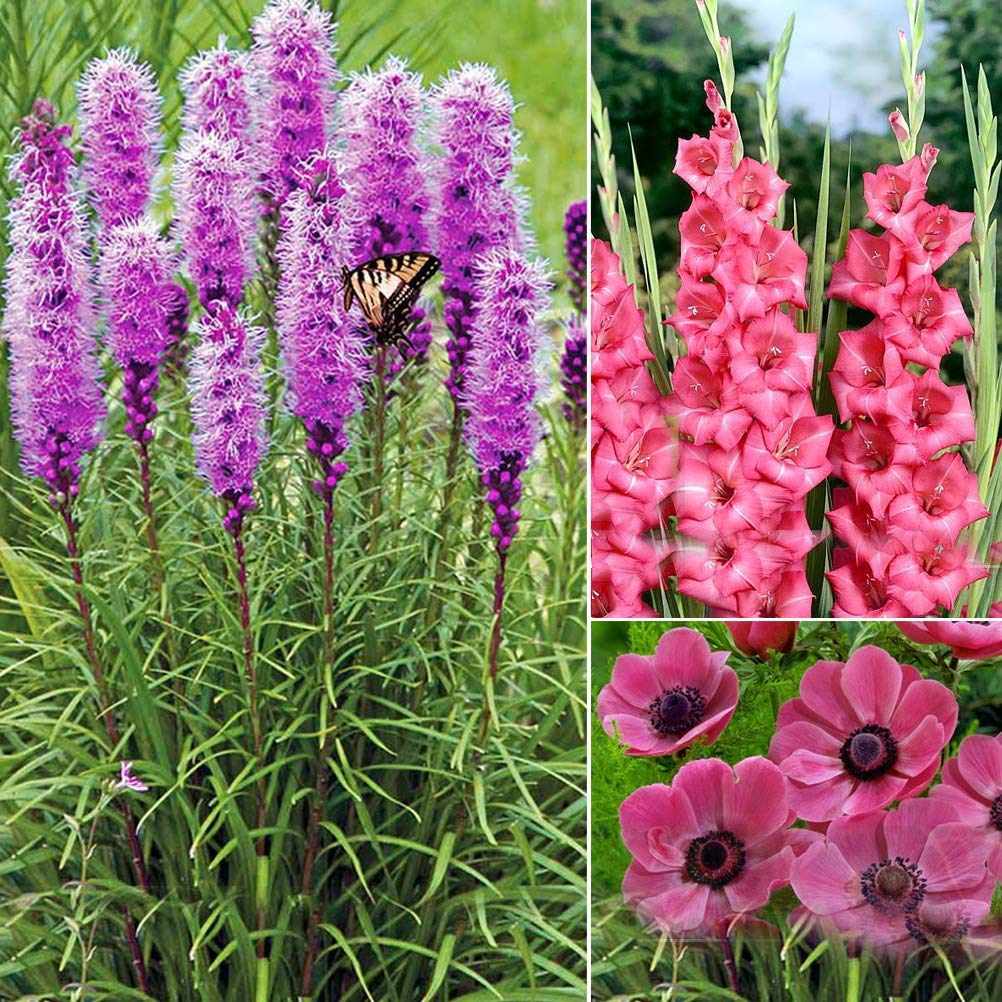 20 x Purple & Pink Collection – Attracts Butterflies & Bees- Summer Flowers for Your Beautiful Garden