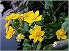 2 x Marginal Plants - Including a pot and compost - Live Water Plant Aquatic Pond Lake Marginal (Caltha palustris (King cup or Marsh marigold))