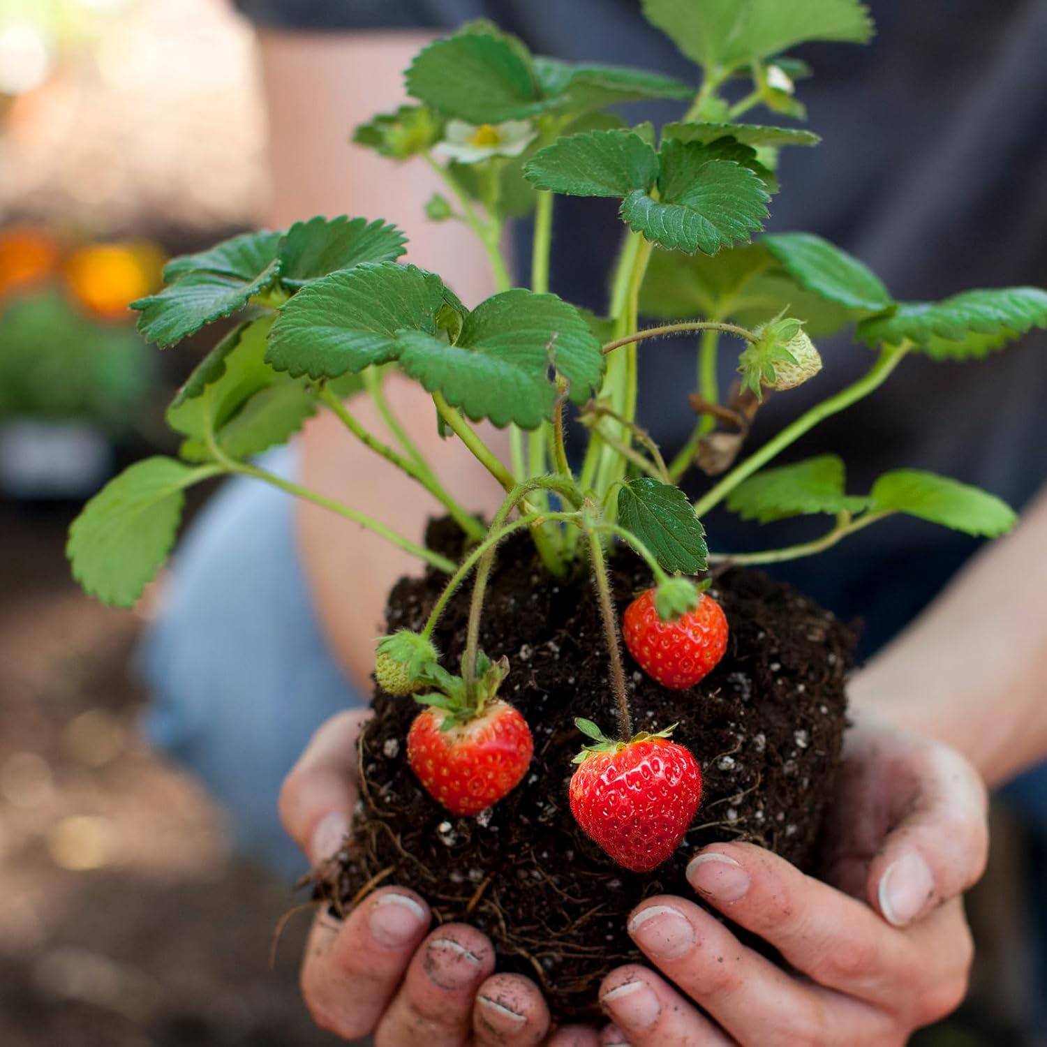 Doter Organic Strawberry Soil Mix 10qt, Indoor Plants Potting Mix for All Potted Strawberry, Grow Healthy houseplants Indoors