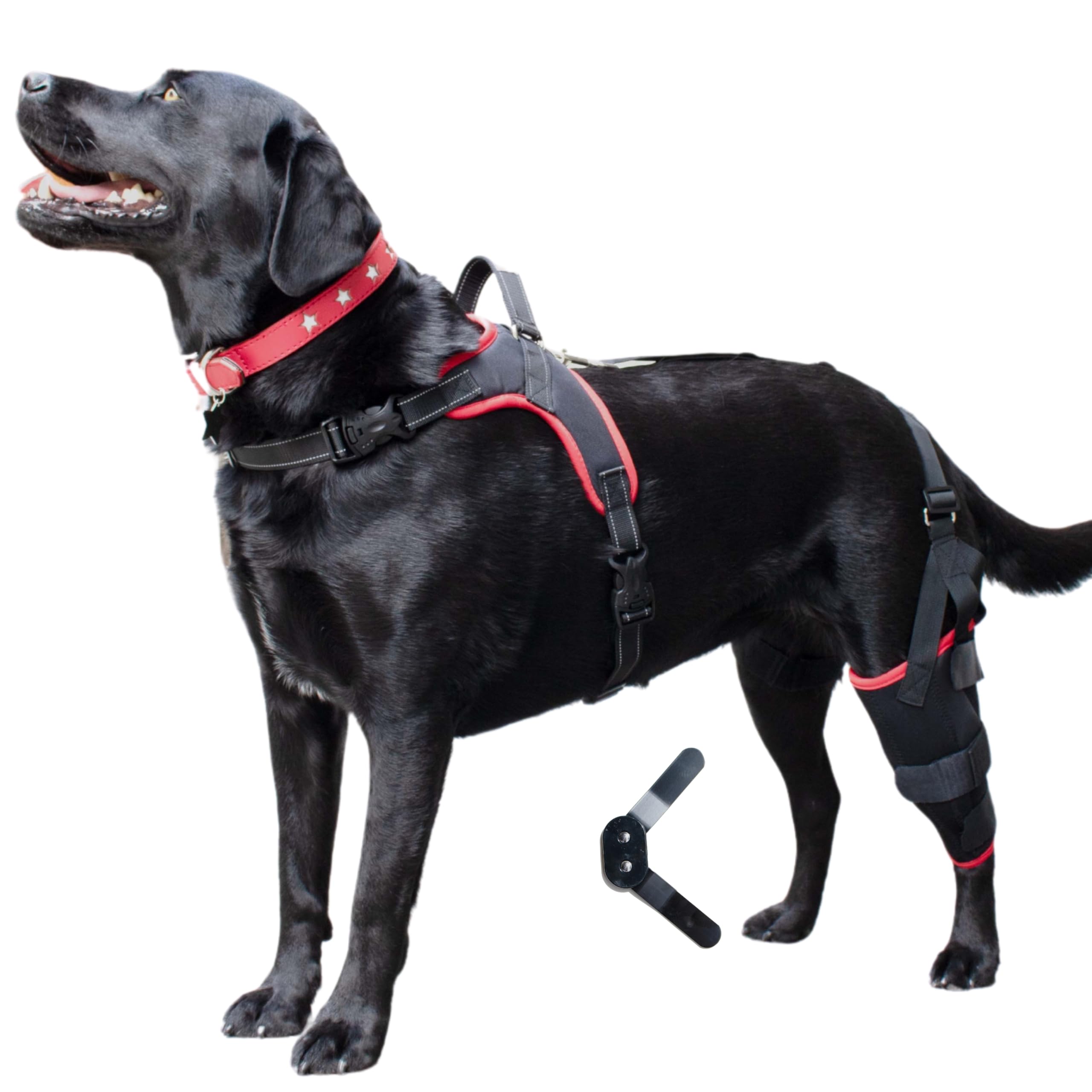 Genouillère pour chien jambe droite XL orthèse de soutien ajustable