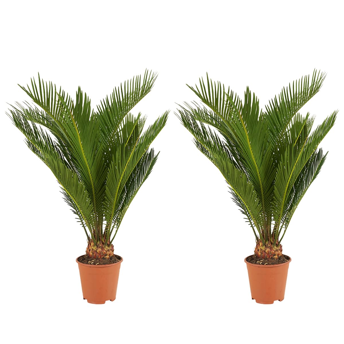 Bloomique - Set di 2 - Cycas revoluta - Palma di Sagò - Cicas - Pianta da interno - Molto facile da curare - Alte 40-50 cm - Vaso da 15 cm