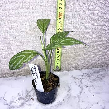 Amazon.co.jp: タイワイルド株 アグラオネマ カーティシーAglaonema