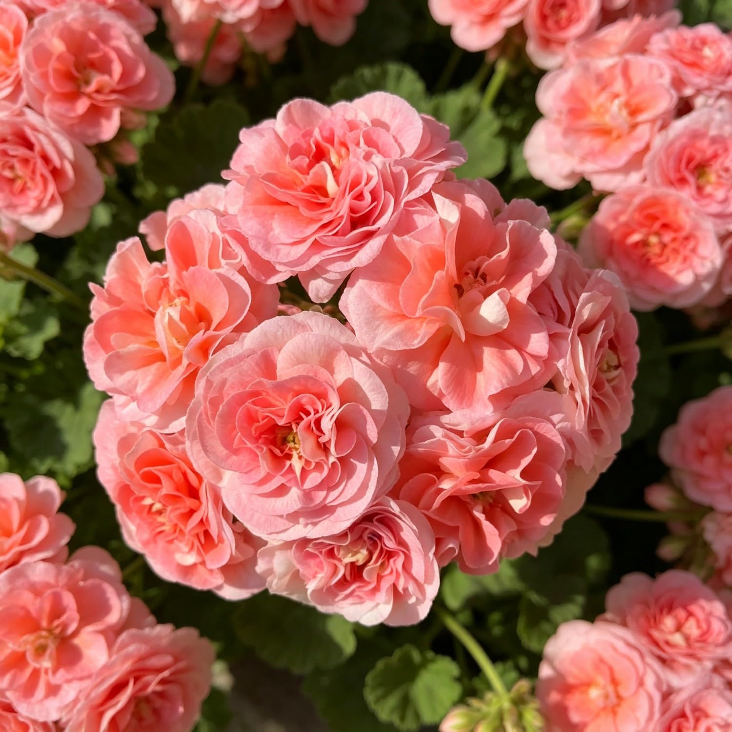 Double Geranium Seed-Hardy,Perennial, Vibrant Floral Display Garden