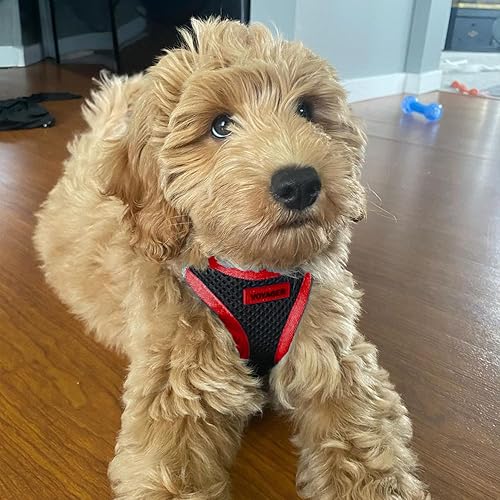 Miniatura 8 de Best Pet Supplies - Arnés de malla para perros, apto para todo tipo de clima arnés tipo chaleco fácil de poner, para perros pequeños y medianos.