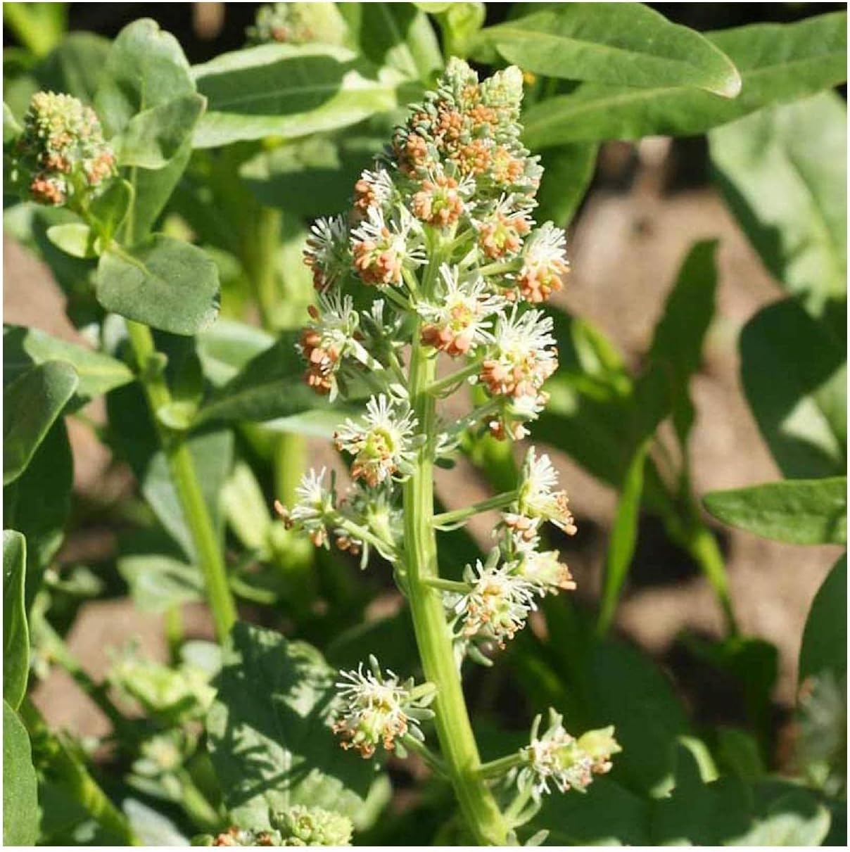 Everwilde Farms - 1 Lb Sweet Mignonette Wildflower Seeds - Gold Vault