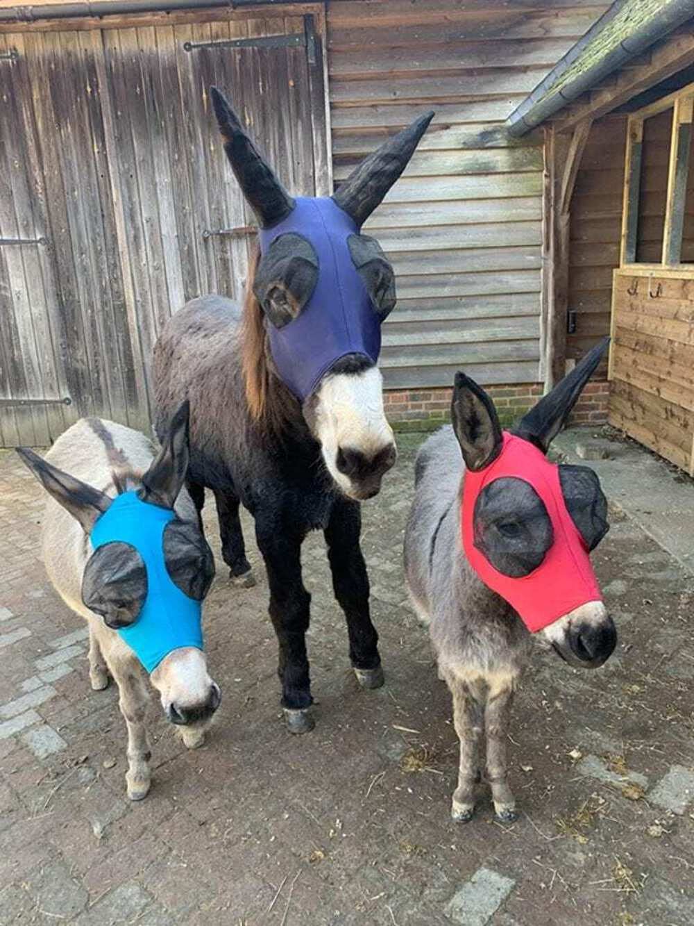 Ruggles Donkey Pull On Fly Mask With Ears (Bright Pink, Extra Large) - Image 4