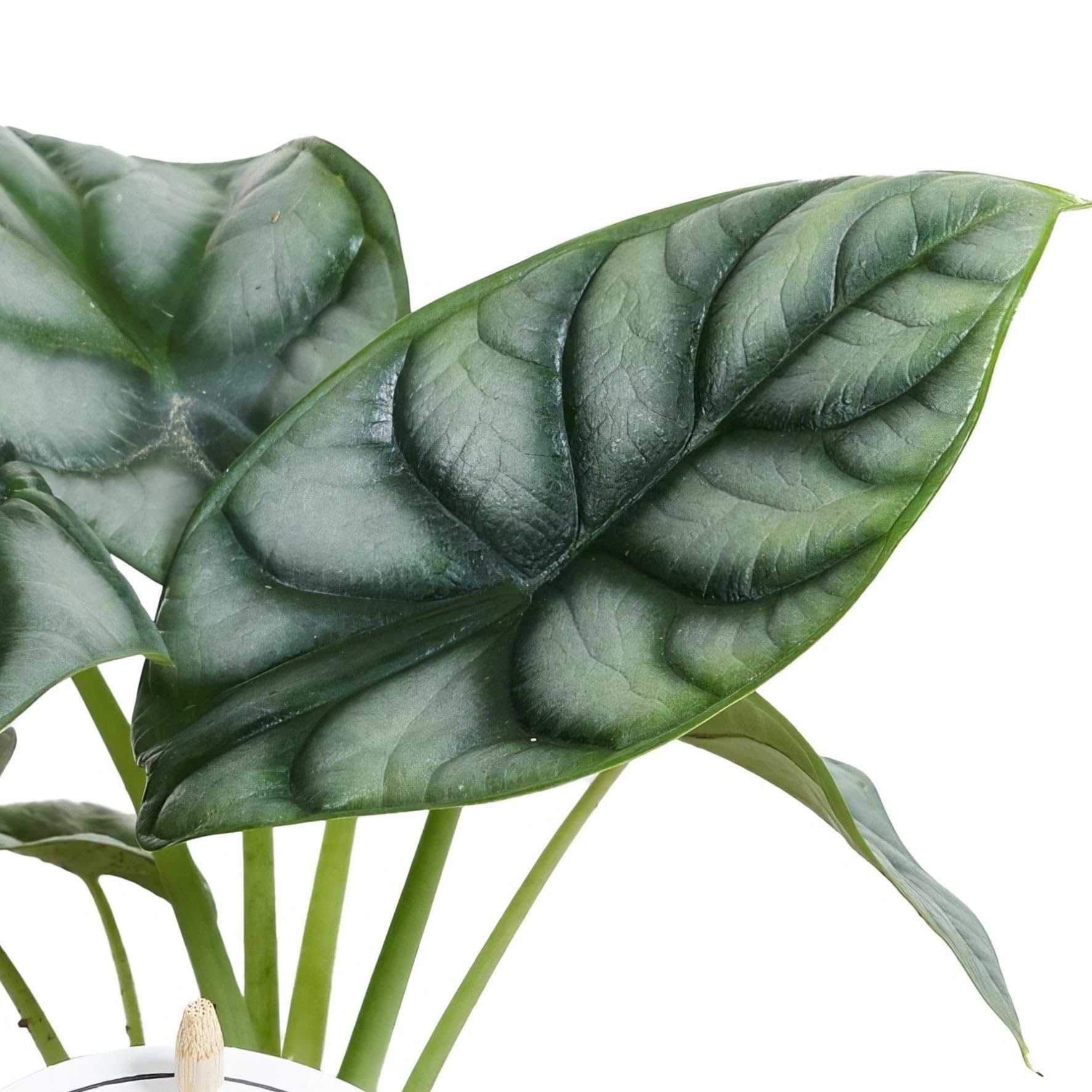Alocasia Silver Dragon - 12cm Topf x 25cm Höhe, tropische Zimmerpflanze, frische Topfpflanze, grüner Blickfang für Wohnzimmer, Bad, Büro, exotisches Blattmuster, natürliche Zimmerdeko