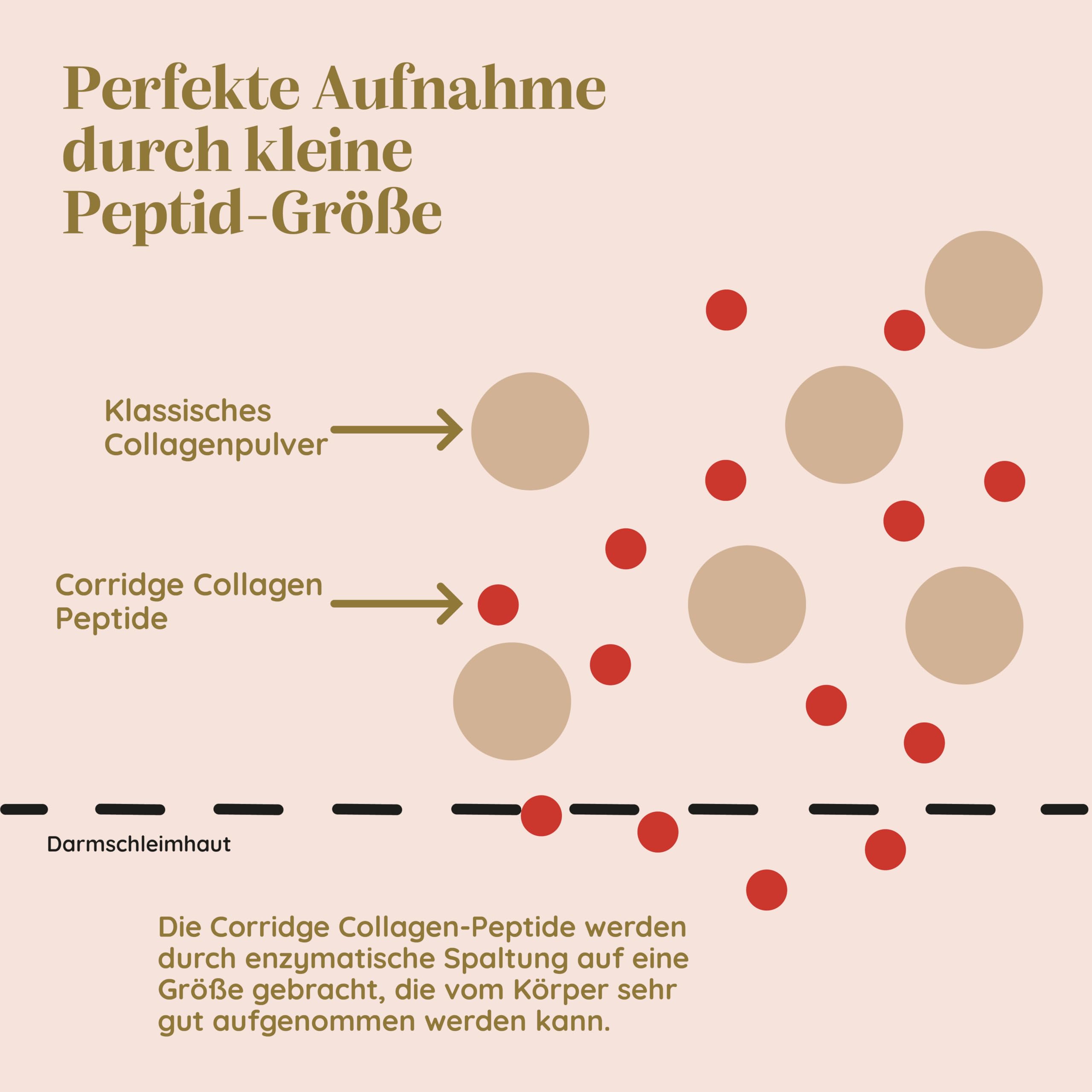 Probierpaket High Protein Porridge & Collagen Pulver - Haferflocken mit Kokos & Bananengeschmack - Bioaktives Collagenpulver leicht löslich - Typ I & III Kollagen für Haut Haare & Gelenke