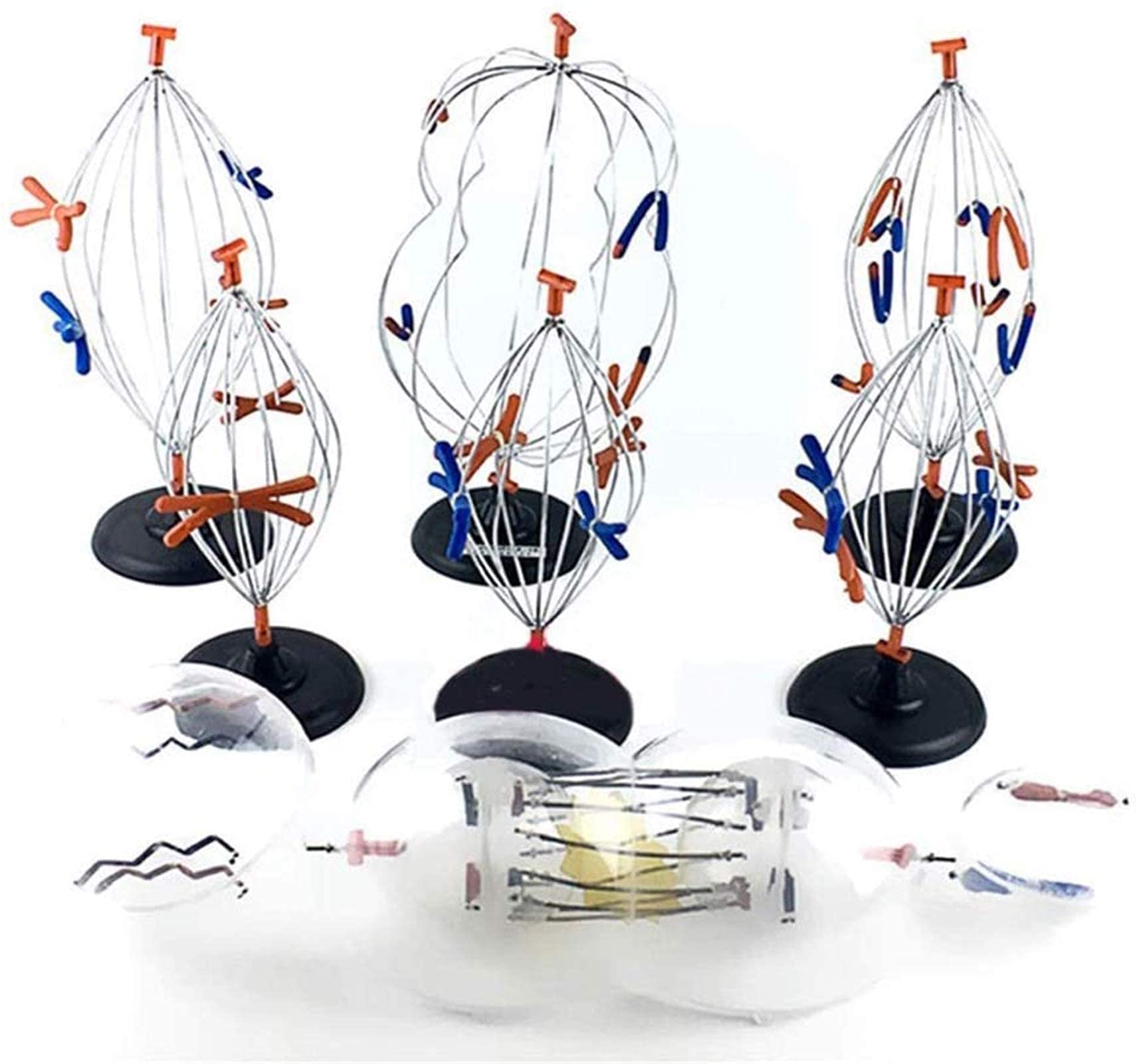 Buy ROSG Animal Cell Mitosis Model Medical Science Anatomy Cell