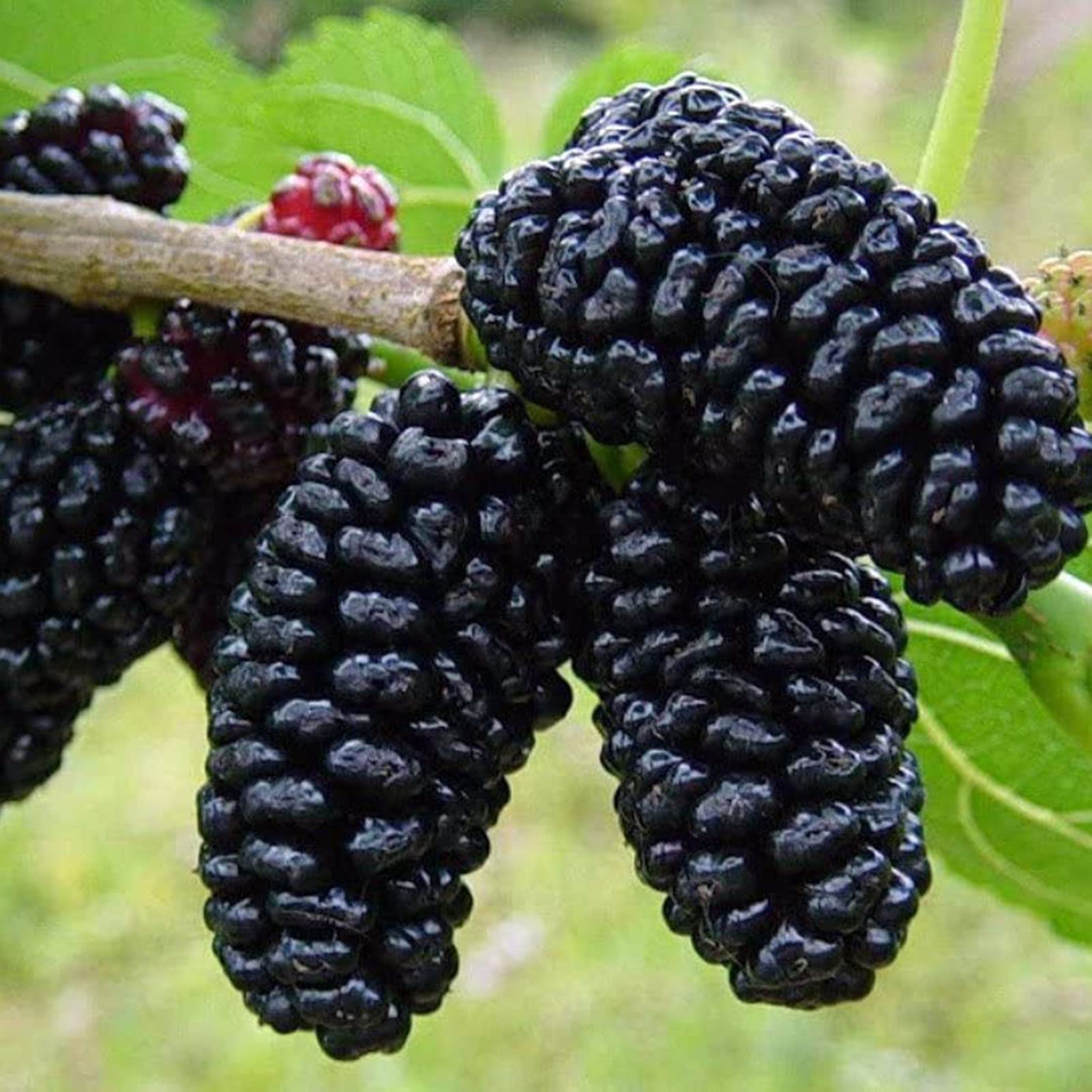 Black Raspberry Fruit