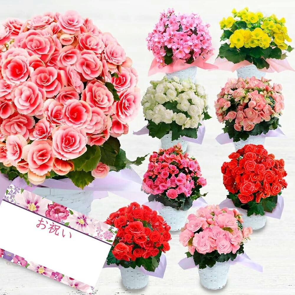 けんちゃん　中国大明萬暦年製五彩人物花文輪花鉢直径約36㎝V　R7864C 楽天市場】胡蝶蘭 大輪 5本立ち60輪 胡蝶蘭 ギフト 胡蝶蘭