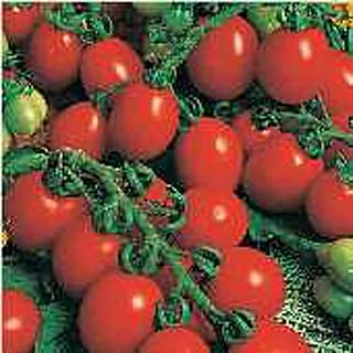 Principe Borghese Tomato Seeds 20+ Seeds
