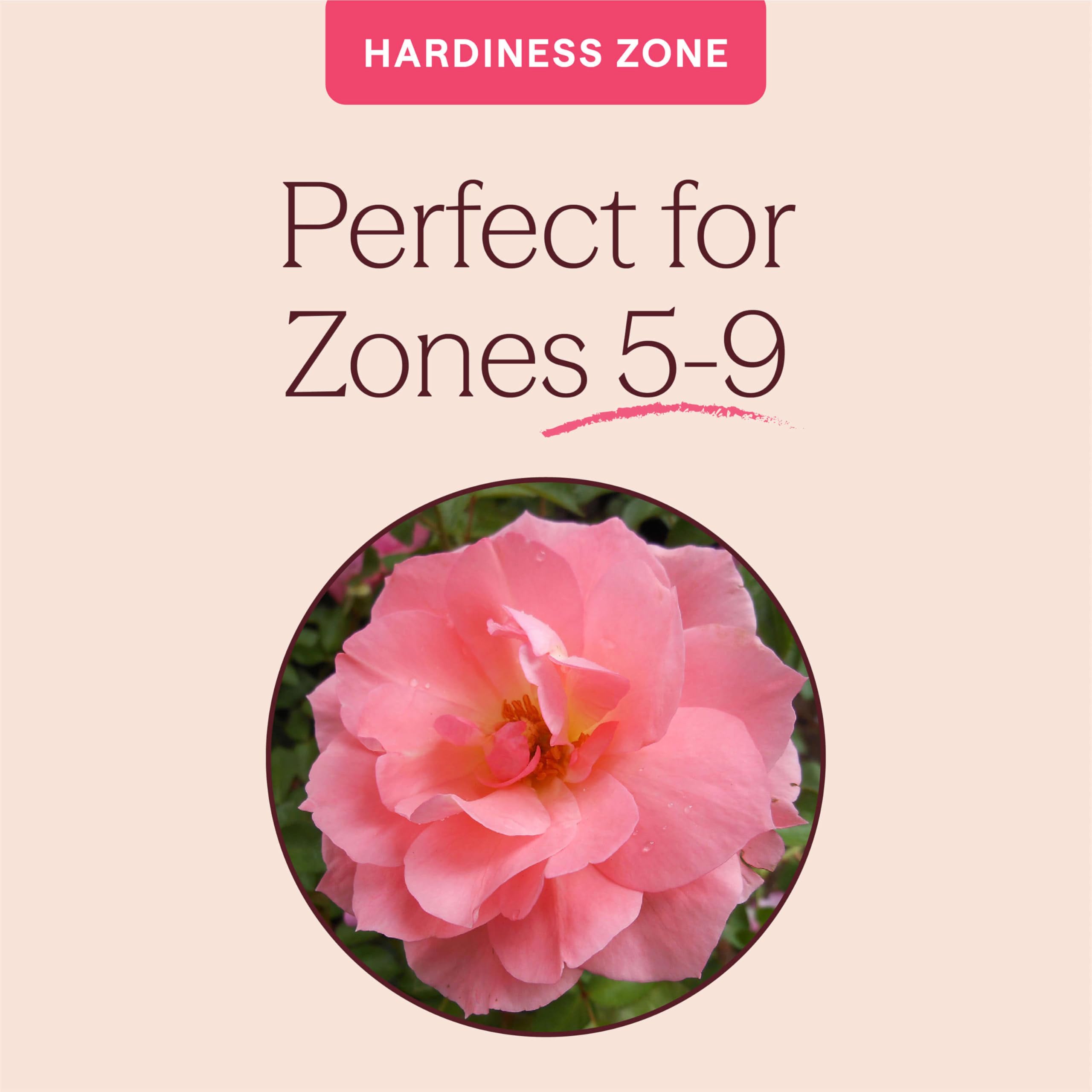 Amazon.com : Heirloom Floribunda Roses, Live Own Root Plant for