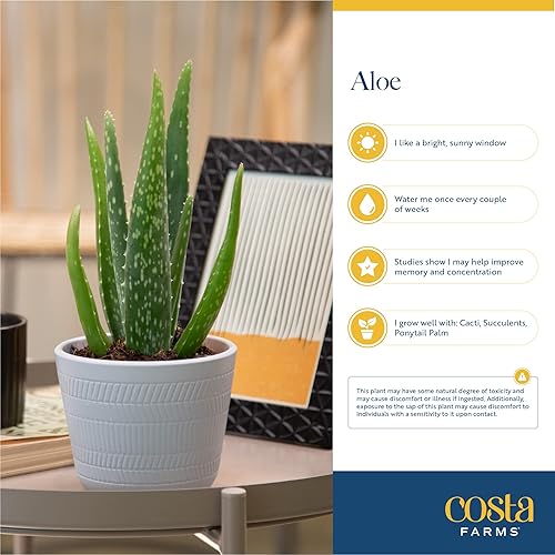 Miniatura 5 de Costa Farms Planta de aloe vera, suculenta viva, planta de interior de fácil cuidado en maceta de cultivo, purificador de aire de habitación, mesa,