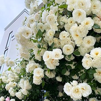 Climbing Rose Bushes Ready to Plant, Well-Rooted, Hardy Roses Tree 5 to 10 Inc Tall, Fragrant, Outdoor Planting White