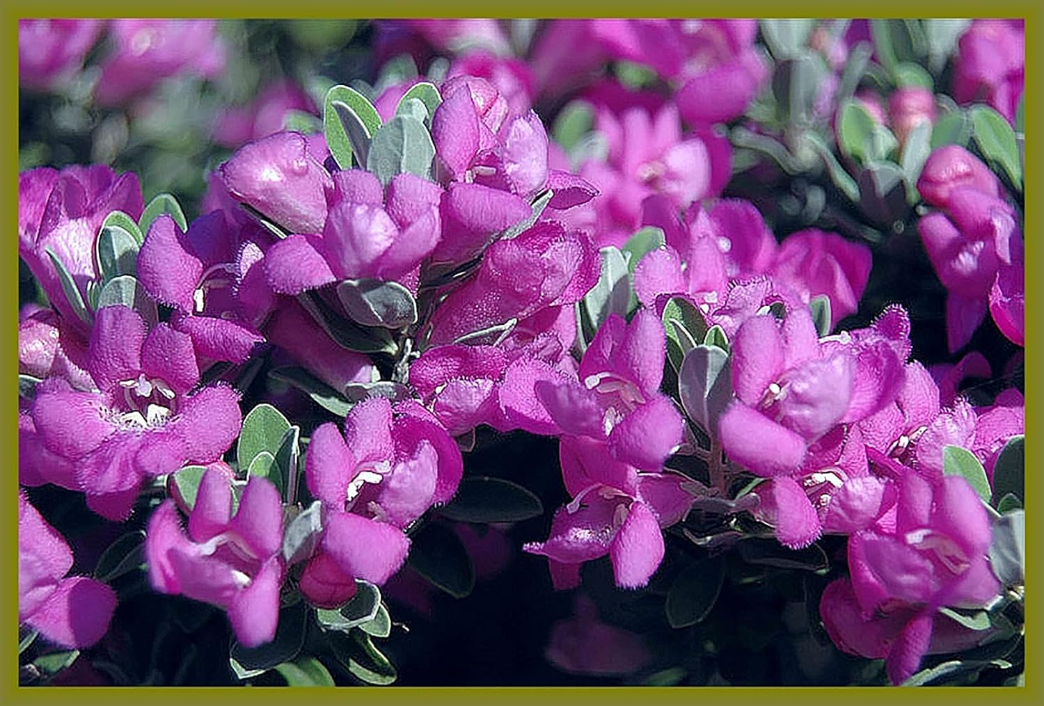 Texas Sage Silver Leaf - Leucophyllum frutescens - Live Plant - Showy Purple Flower - Emerald Goddess Gardens - Starter Sz 4 Inch Pot