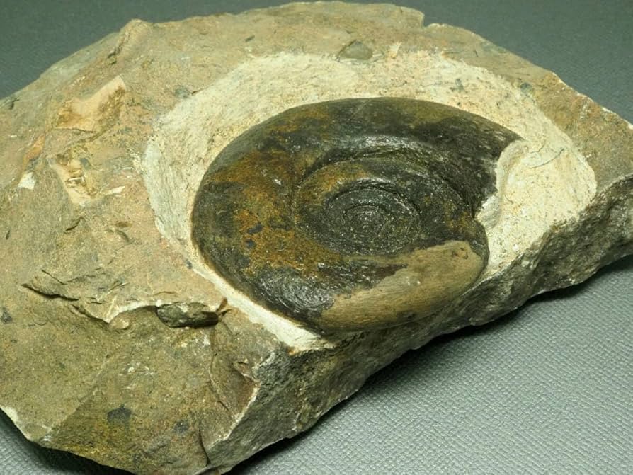 【本物】大型 アンモナイトの化石(モロッコ) 古生代デボン紀 Amazon | デボン紀アンモナイトの化石【Platyclymeniasp