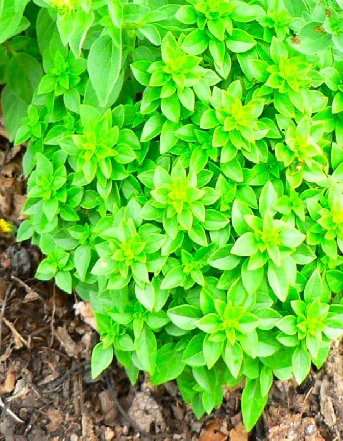 Miniatura 2 de Albahaca de clavo única más de 200 semillas para plantar hierbas sin OMG en interiores y exteriores