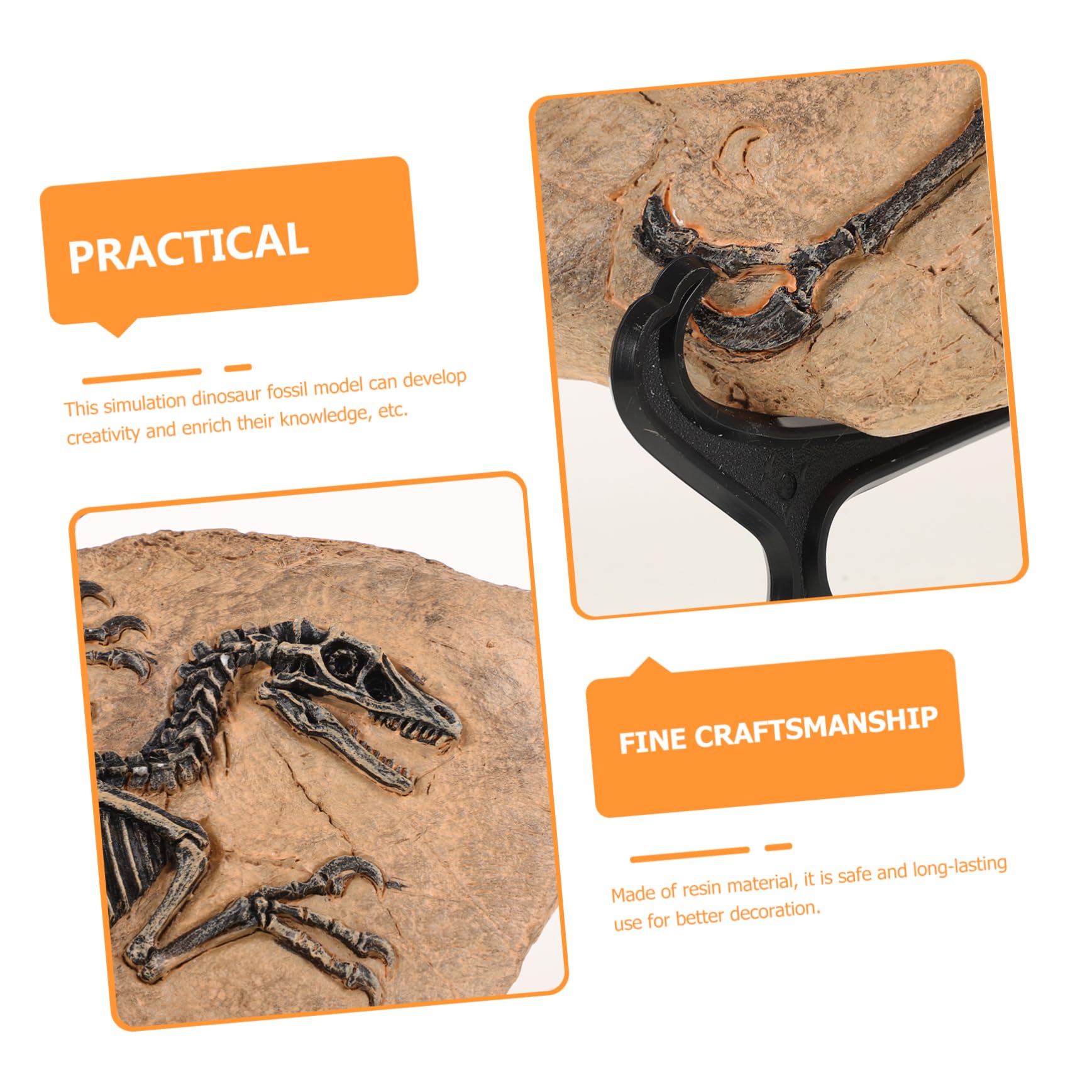 Set Di Ornamenti Fossili Di Dinosauro Di Fossili Di Dinosauro Decorazione Esemplare Per Casa Ufficio