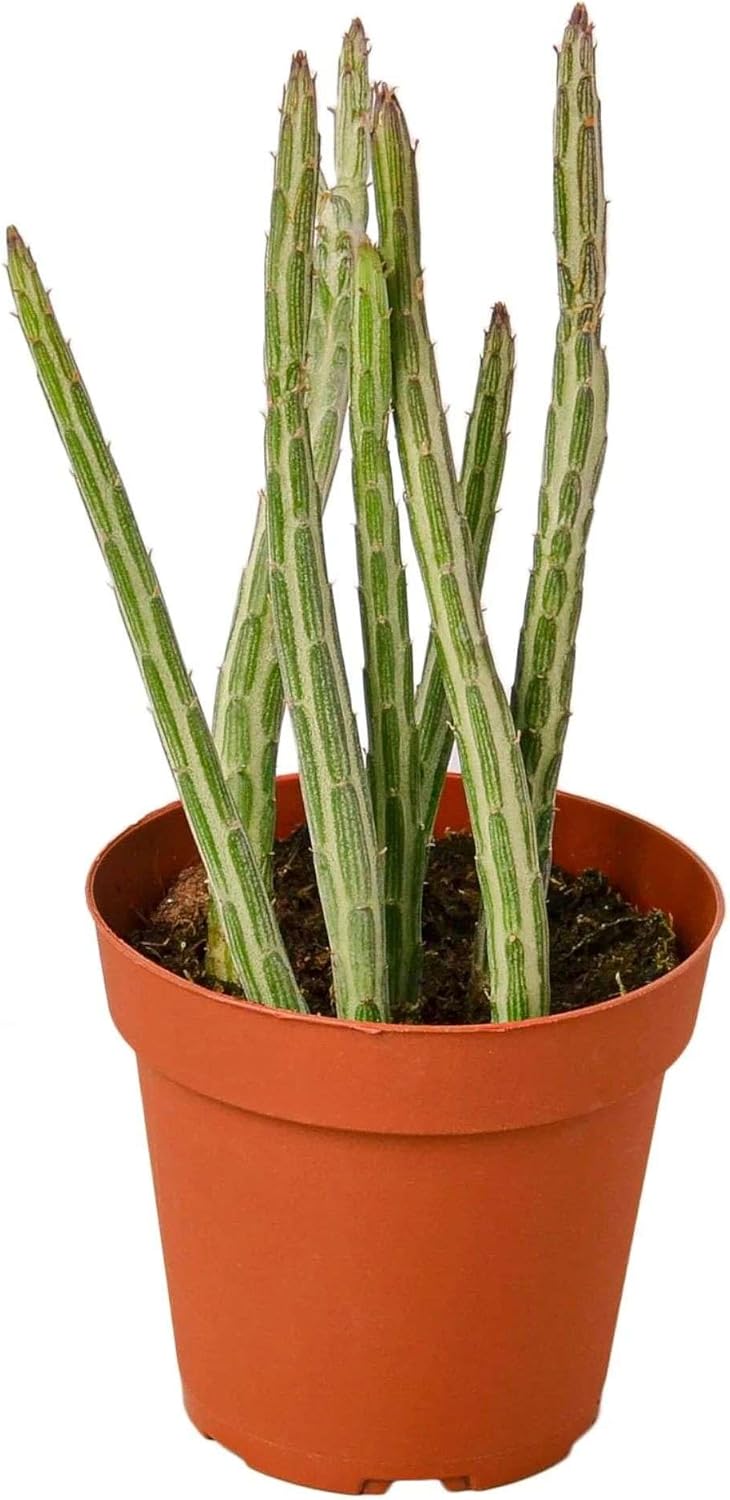 Epiphyllum RIC Rac Cactus Live Plant for Indoor | Different Houseplants in 4'' & 6'' Pot | Real House Plant for Living Room, Office, Desk & Bathroom | Zig Zag | Fishbone