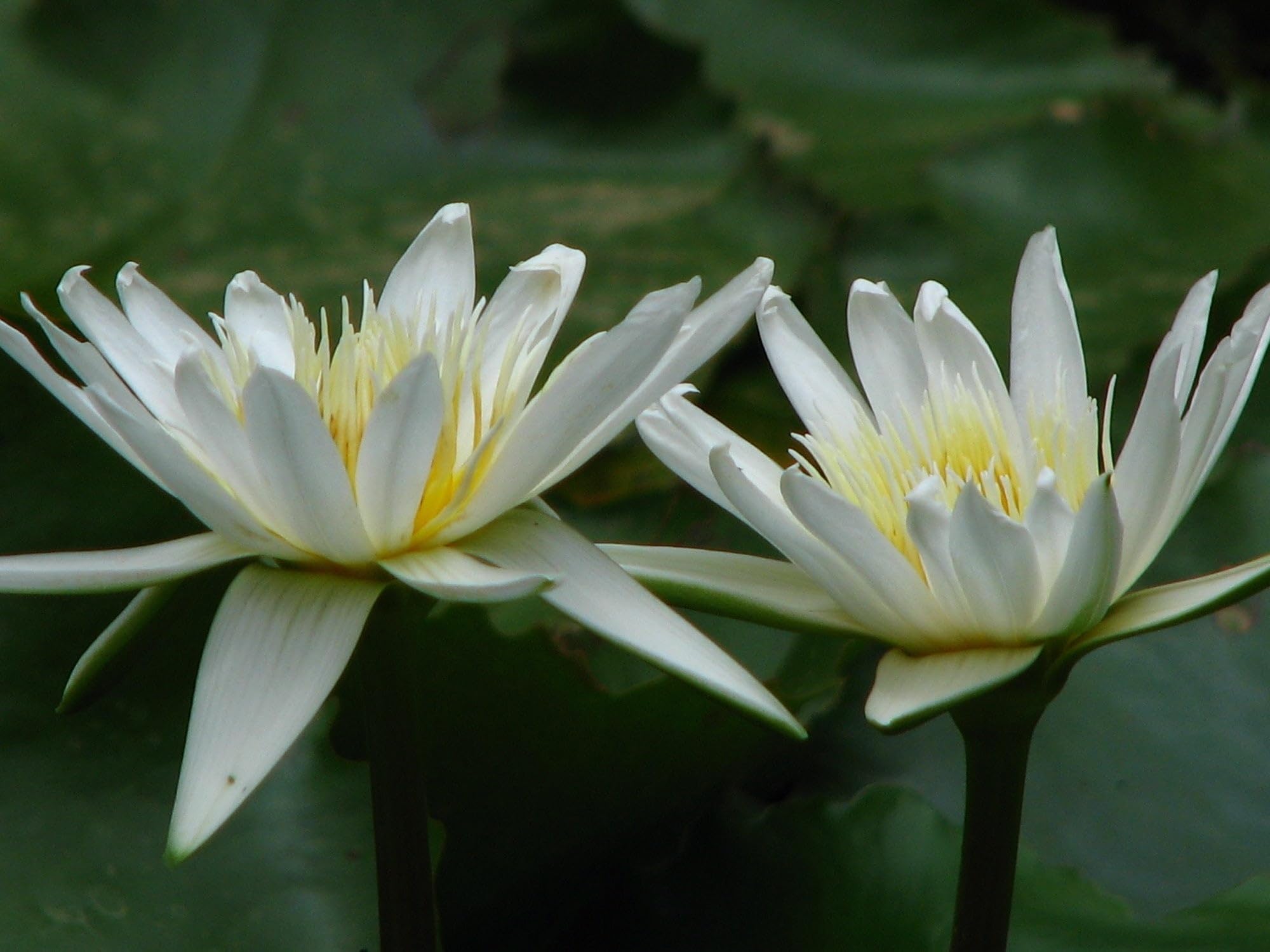 Lincsplants - Nymphaea 'Gladstoniana'-Kit
