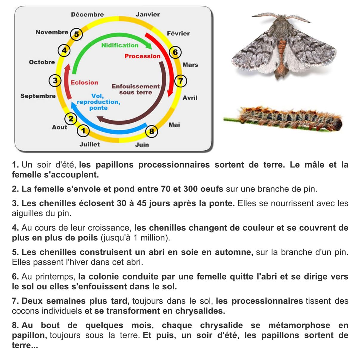 SOLUPHERO - Kit Piège Entonnoir Funnel Trap + phéromone Longue durée Contre la Chenille de la processionnaire du pin - Efficace 6 Mois (200 Jours) - Lutte Biologique - A Installer de Juin à Septembre