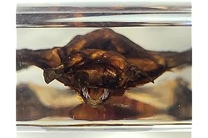 5.5" Real Bat in Crystal Clear Lucite Resin: Preserved Animal Taxidermy for Education and Display