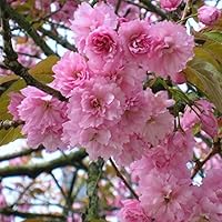 Vista 3 de Kwanzan Japanese Flowering Cherry Tree - 8-14" Tall Live Plant - 2.5" Pot - Pink Flowering Seedling - Prunus 'Kanzan