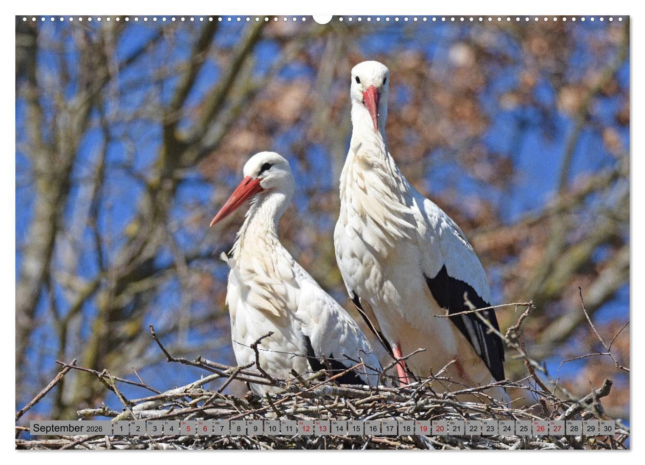 Zu Gast bei Familie Storch (Wandkalender 2026 DIN A2 quer), CALVENDO Monatskalender: Störche ... gern gesehene Gäste in Deutschland (CALVENDO Tiere)