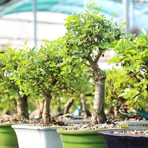 Miniatura 2 de Brussels Bonsai - Árbol bonsái para interiores S