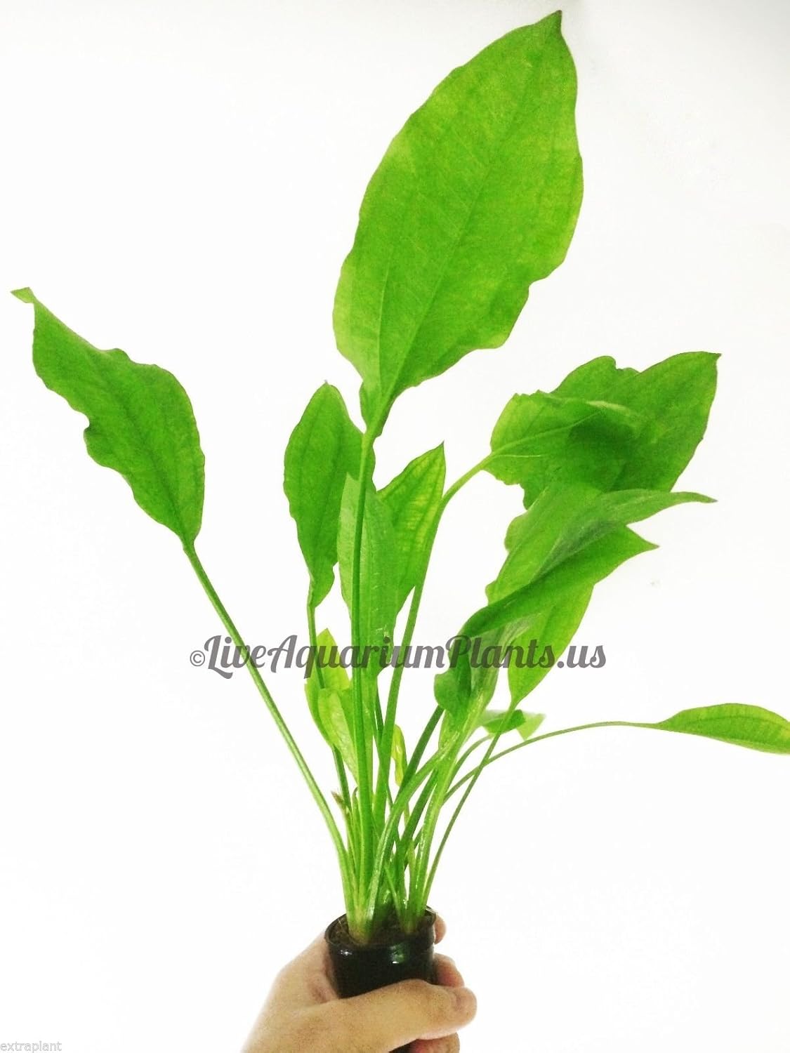 Amazon Sword X Large Size 12"+ Echinodorus Bleheri Live