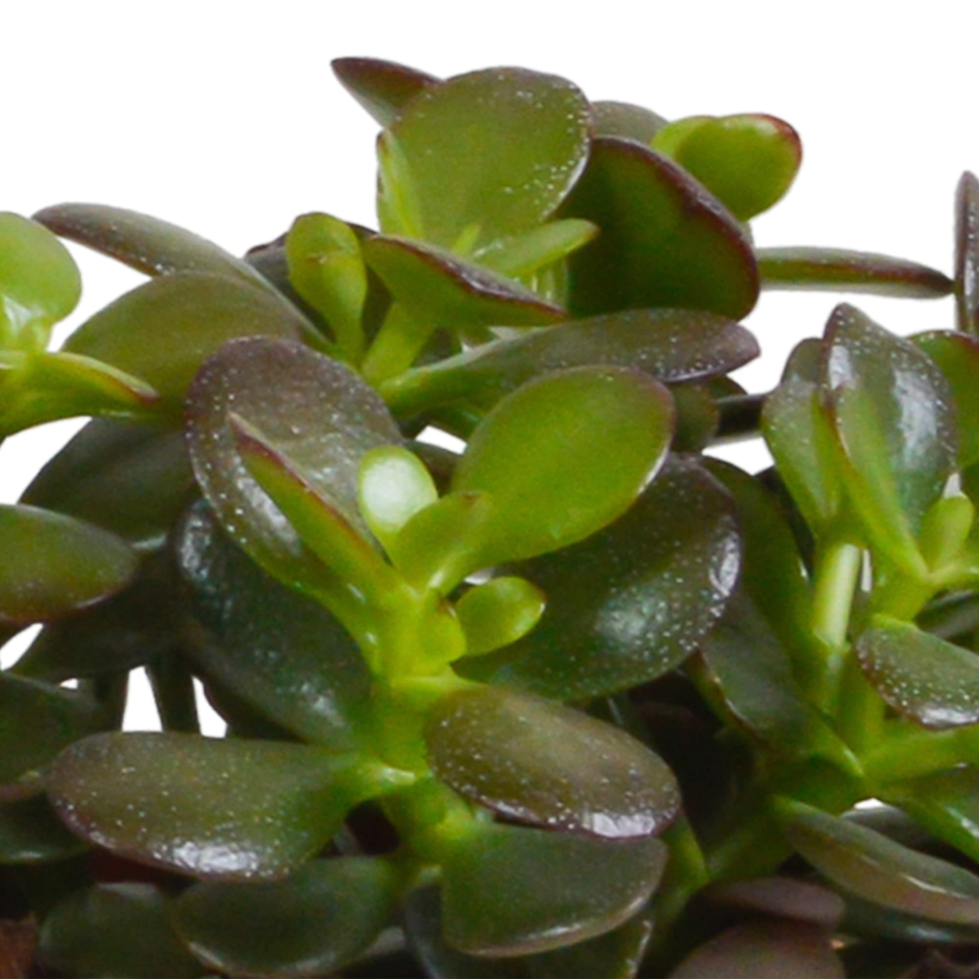 Mix di Piante Grasse Crassula da Interno con Vaso Bianco, Set da 3, 10.5 cm