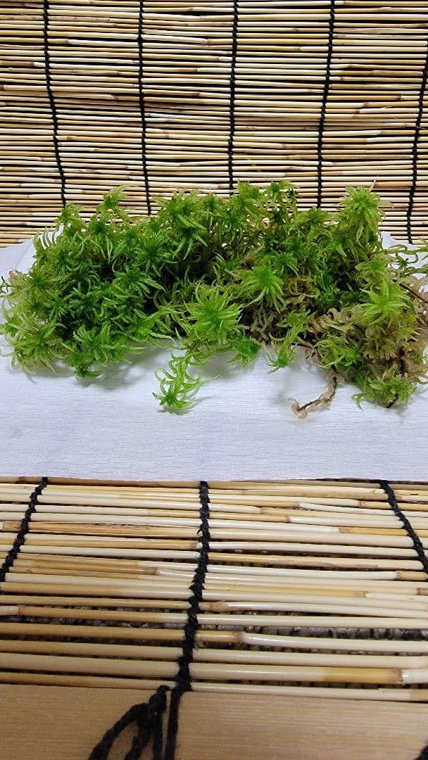 Amazon.co.jp: 【国産】 生水苔/ナマミズゴケ : 食品・飲料・お酒