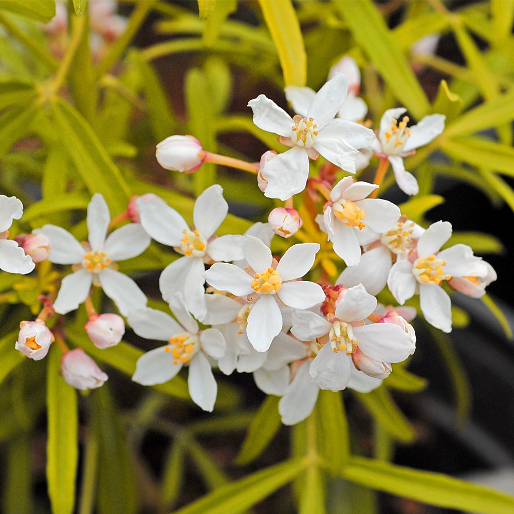 Thompson & Morgan Potted Choisya Ternata Plant Low Maintenance Mexican Orange Blossom Shrub with Glossy Golden Leaves & Summer Flowers (2 x 2 Litre Pot) โ image 1