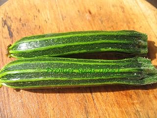 PREMIER SEEDS DIRECT - Italian COURGETTE - ROMANESCO - 30 Finest Seeds