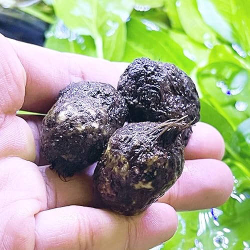 Miniatura 2 de Greenpro  3 bombillas Aponogeton Longiplumulosus US Farm - Plantas de acuario vivas de agua dulce de EE.UU. para decoración de peceras