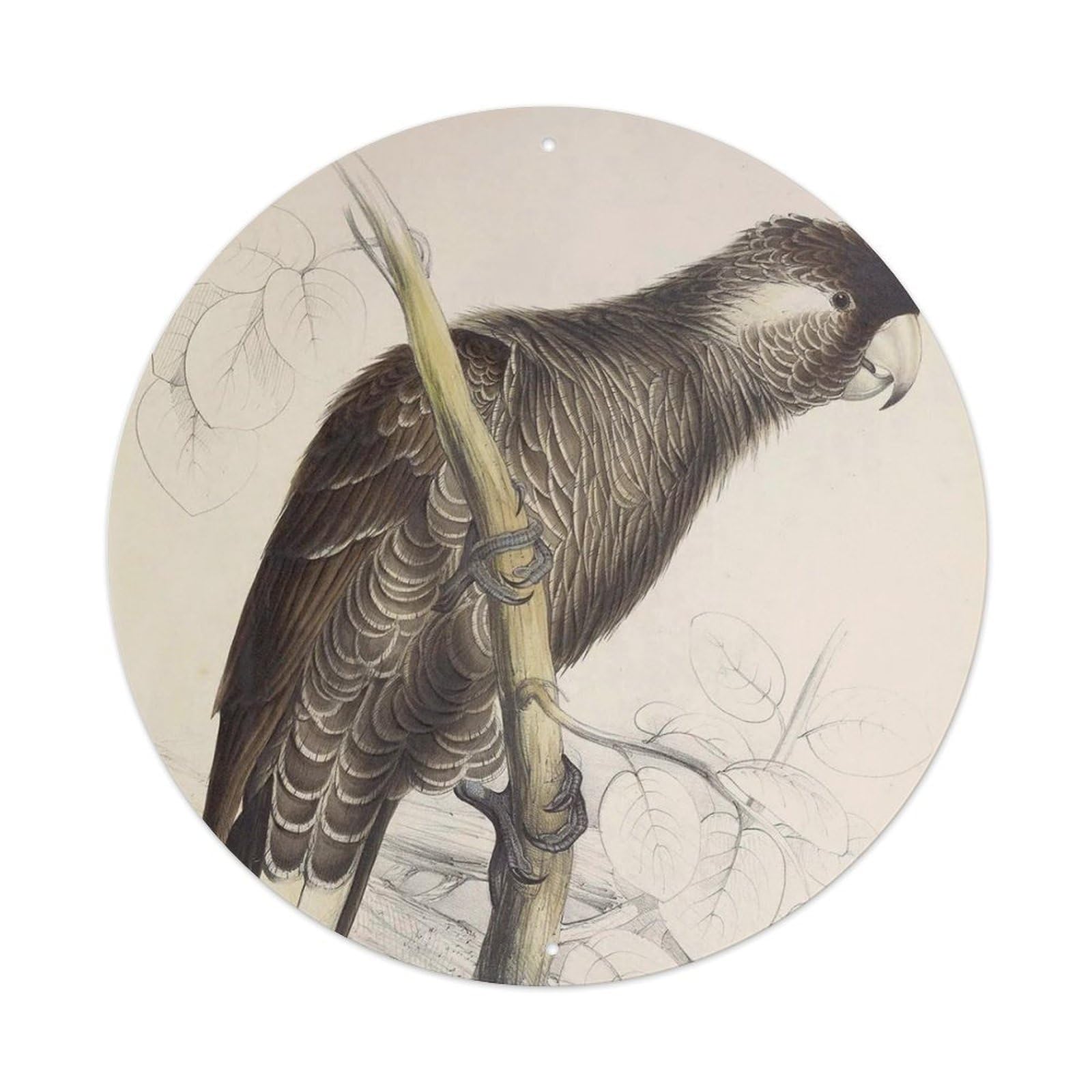 Animal Birds Long-beaked Black Cockatoo Vintage Metal Tin Sign Plaque Wall Decor for Cafe, Club Bar, Office, Garden Metal Poster 8x8Inch